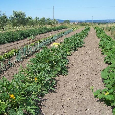 פיטיליאנו Agriturismo Il Grillo Parlante מראה חיצוני תמונה