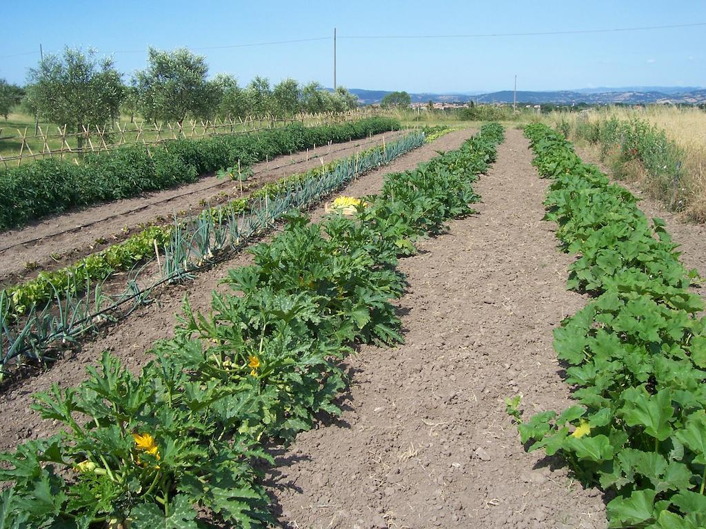 פיטיליאנו Agriturismo Il Grillo Parlante מראה חיצוני תמונה