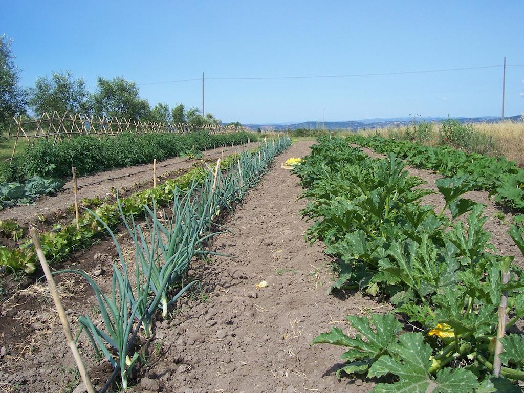 פיטיליאנו Agriturismo Il Grillo Parlante מראה חיצוני תמונה
